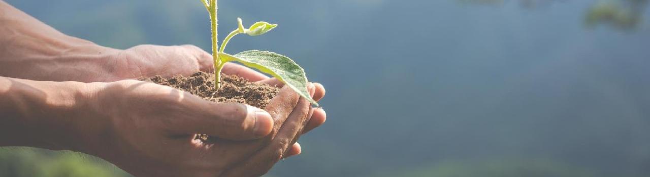 Imagem ilustrativa de: Meio Ambiente