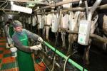 Imagem ilustrativa da notícia: Congresso premia ações municipais relacionadas ao leite