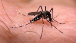 Imagem ilustrativa da notícia: Famurs orienta municípios sobre participação no Dia de Luta contra o Aedes aegypti
