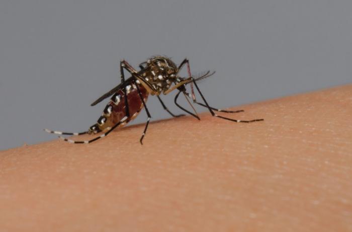 Imagem ilustrativa da notícia: Famurs reforça pedido do Estado para envio de vacinas contra a dengue para o RS