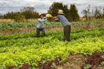 Imagem ilustrativa da notícia: Famurs pleiteia com SDR e Badesul garantia de bônus adimplência para agricultores com parcela do Feaper 